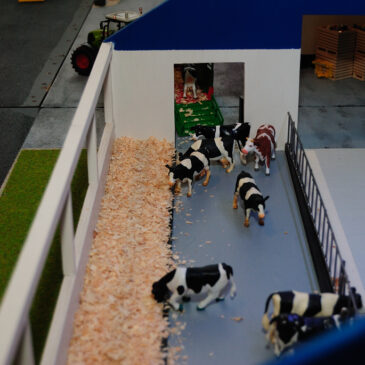 Nach dem Umbau wird der Kuhstall auf unserem Siku Bauernhof bezogen